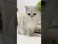 我和我的猫 这是我的小猪猫 银渐层 猫咪