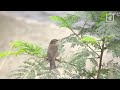 dusky warbler in hong kong