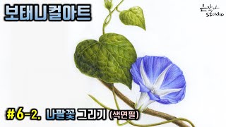 [Flower Draw/Botanical Art] #6-2. Morning glory Colored Pencil Drawing (Flower Drawing Lesson)