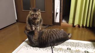 先輩猫の尻尾を触ったら怒られます