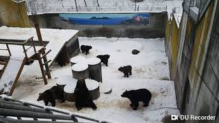 北海道之旅※4─昭和新山熊牧場餵熊記