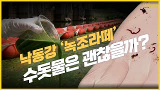 낙동강 녹조에 피부염까지?...올해 왜 더 심각? [사사건건 플러스] KBS 220810방송