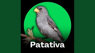 Patativa - Canto Alegre na Primavera