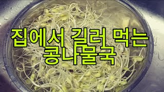 [콩나물키우기] 집에서 기른 콩나물국