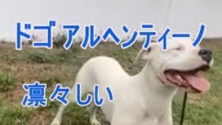 危険犬種　ドゴアルヘンティーノをご覧ください。　白い犬