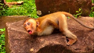 Adorable Primate Monkey | Save Lovley New Abandoned | Do love Baby Macaque