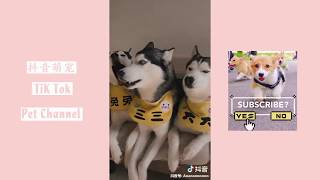 【Tik Tok Pet Channel】当着狗狗的面给外婆打电话说煮红烧肉，狗狗竟然听懂了还流口水！抖音萌宠