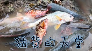 【小俞赶海】50斤鱼饵撒300平巨坑，密密麻麻的猛货抓到爽，简直是海货的天堂