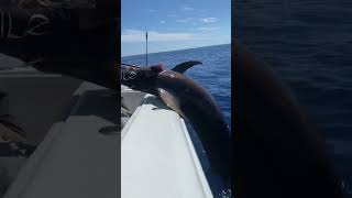 Catching a 370lb swordfish