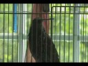 salem the starling sings mozart s coronation mass