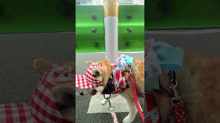 朝６時半：介助犬るな買い物に行く途中☆shibainu service dog #柴犬 #可愛い犬 #柴犬介助犬 #いぬ #कुत्ता #शीबा इनु #प्यारा कुत्ता #chó