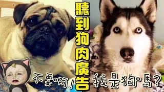 狗狗聽到狗肉湯廣告的反應～🤣🤣🤣～(^-^)