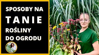 Moje sposoby na TANIE rośliny do ogrodu. Vlog ogrodowy