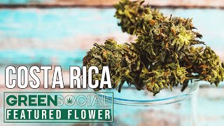 Costa Rica | Landrace Flower Domesticated