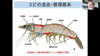 動物感染症3回の１甲殻類構造 edit