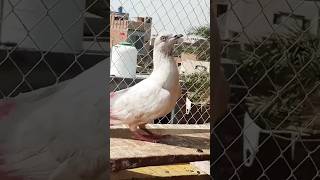 Part (1) Kabootar Pakra #shorts #youtubeshorts #kabutar #pigeon