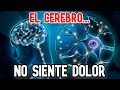 Así funciona el cerebro humano.