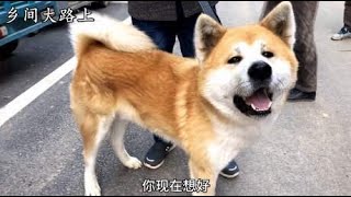 狗市很少见这么漂亮秋田犬，可惜小伙一千块卖给狗贩，主人心真狠