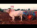 बळीराजाची लेकरं/Bailpola /बैलपोळा / Bull Animal Festival Maharashtra 2024 / 4K