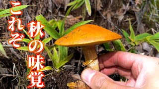 【きのこ狩り】ただただハナイグチを採る動画【秋の味覚】