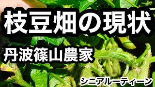 枝豆畑の現状、丹波篠山農家、シニアルーティーン