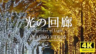 [Healing] Corridor of Light / A moment of warmth in your heart surrounded by vibrant illuminations