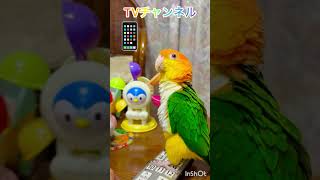 シロハラインコ華ちゃん🐥（ズームイン❣️🎥🧘‍♀️🍑🤣🔔🏄‍♀️🌊🍊😋）