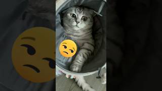 Cat meme vs emoji #shorts #cat #cute