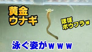 新ウナギ水槽！　ひたすら泳ぐｗｗｗ【2018日淡水槽#36】