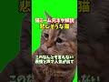 猫ミーム元ネタ解説悲しそうな猫 short