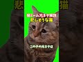 猫ミーム元ネタ解説悲しそうな猫 short