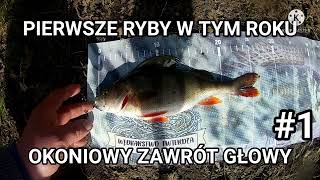 Marcowe okonie #fishing #wędkarstwo #perch