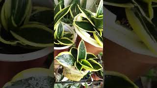 Snake Plant Black Star | Undenied common beauty