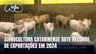 Suinocultura catarinense: desafios em 2024, mas novo recorde nas exportações