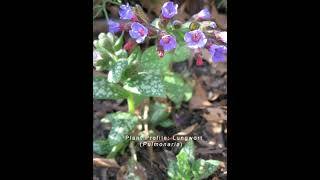 Lungwort Plant Profile