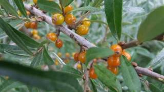 Hippophae rhamnoides