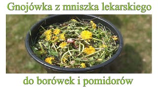 Gnojówka z mniszka lekarskiego do borówek i pomidorów - Ogrodowe pierdamony 94