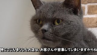 【例のウイルスと猫カフェの現状】閉店予定の「保護猫カフェ 東道頓堀店」に行ってみた（大阪）