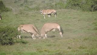 EPIC BATTLE Between Two ORYX Gemsbok