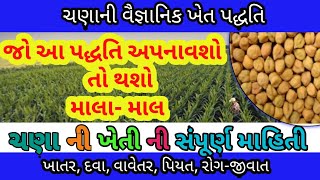 ચણાની વૈજ્ઞાનિક ખેતી, #chana ni kheti| chana ni kheti Kem karvi