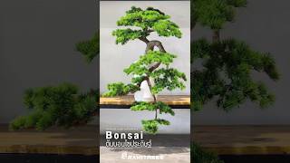 ต้นบอนไซประดิษฐ์ สั่งทำพิเศษ พร้อมกระถางสูง Bonsai Tree in Pot by Ramitrees