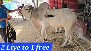 Saste bade janwar in bandlaguda at Al Nahdi Swimming pool | Ongole bull's in offer available in Hyd