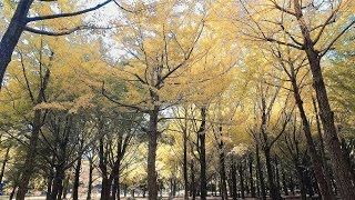 Autumn in Yoyogi Park, Tokyo - Long Take【東京・代々木公園】 4K