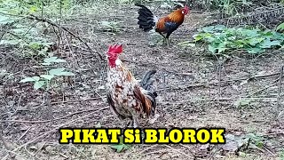 MIKAT AYAM HUTAN MENGGUNAKAN PIKAT BULU BLOROK