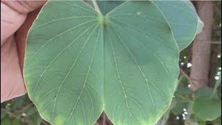 Camel slip tree or Bauhinia variegata or mountain ebony or orchid tree Bauhinia variegata