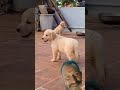 chicken curry testa dog funny humor comedy tamil doglover cat