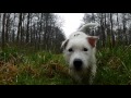 parson russell terrier vs quadcopter