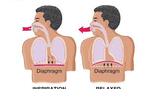 Chapter 9 A Airway & Ventilation