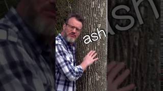 Dashan Vlog: Fate of the Ash Tree