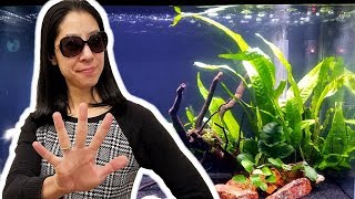 5 Things I Wish I Knew Before Starting a Planted Aquarium